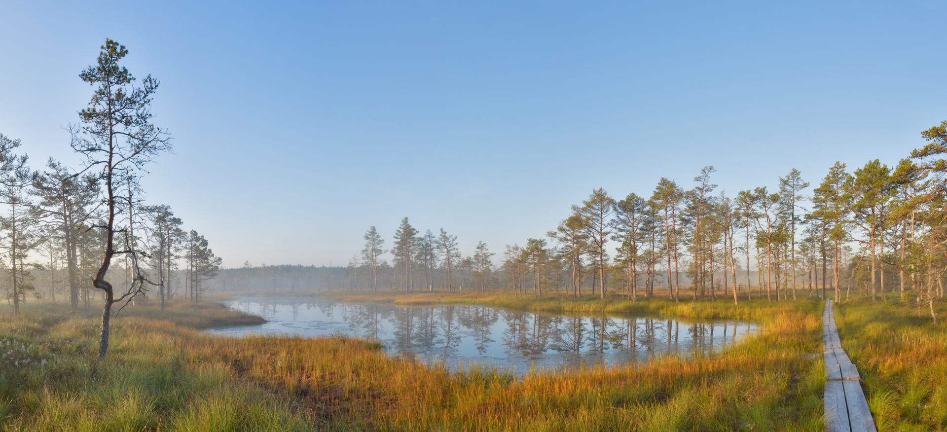 Kuldne valgus ja laukad Viru rabas Lahemaal